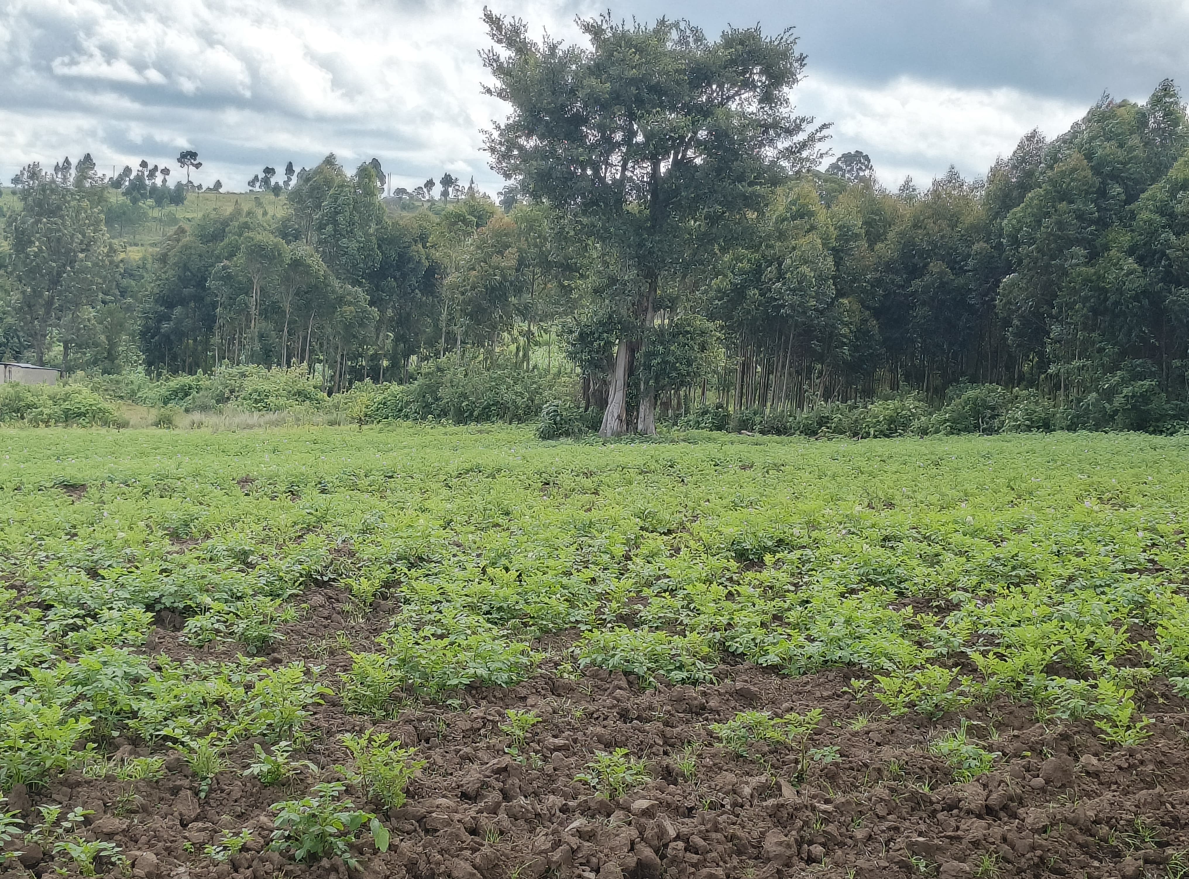 Orengitok land thumbnail 2